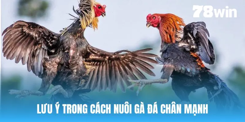Lưu ý trong quá trình nuôi gà đá chân mạnh