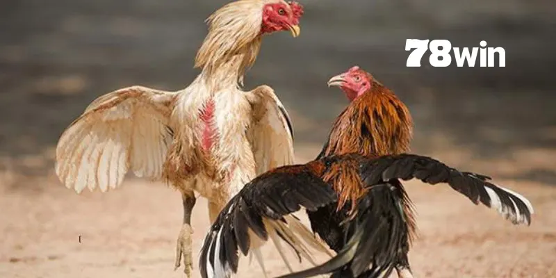 Hướng Dẫn Cách Thả Gà Đá Cựa Sắt Đỉnh Cao Chuẩn Chuyên Gia 8 Lưu ý quan trọng khi thả gà đá cựa sắt